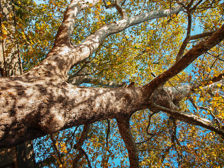 How to Tell if Your Sycamore Tree is Dead Timberland Tree Care