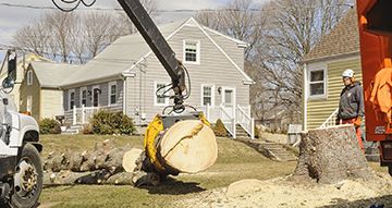Lot Clearing Tree Removal Indianapolis