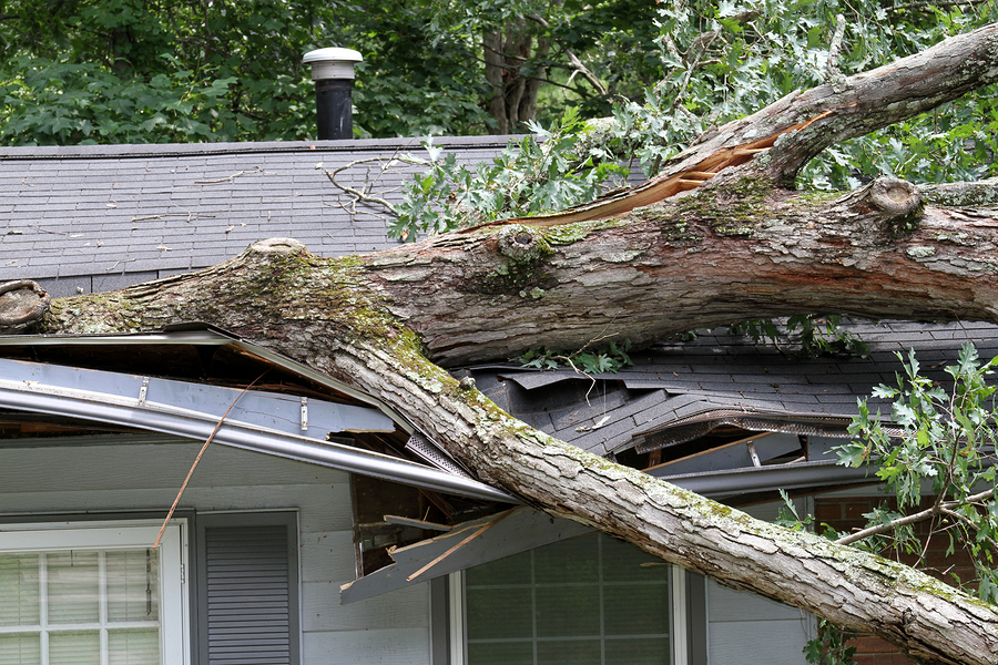 Indianapolis Storm Damage Tree Services 317-348-0811