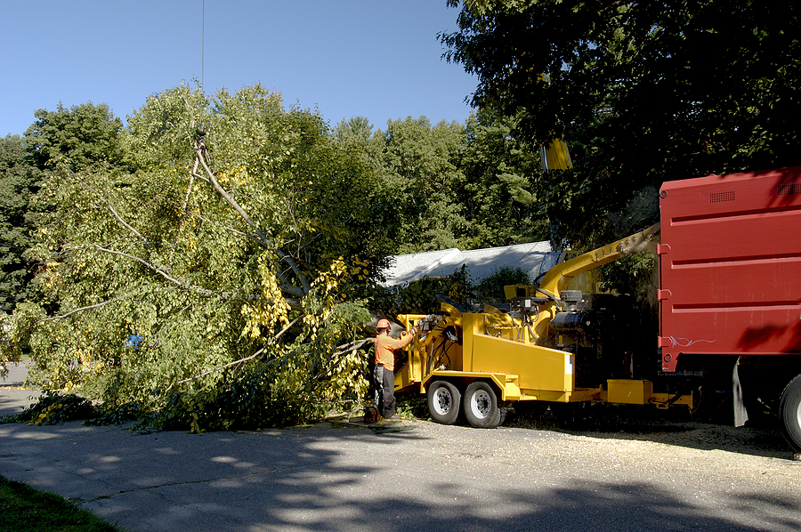 Indianapolis Tree Removal Services 317-348-0811