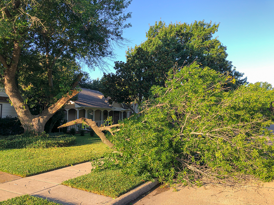 Indianapolis Tree Removal Service 317-348-0811
