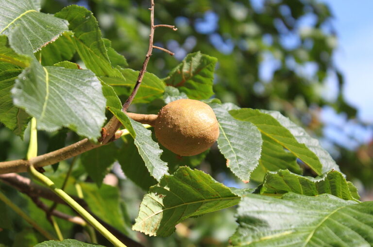 How to Plant a Pecan Tree in Fall Timberland Tree Care