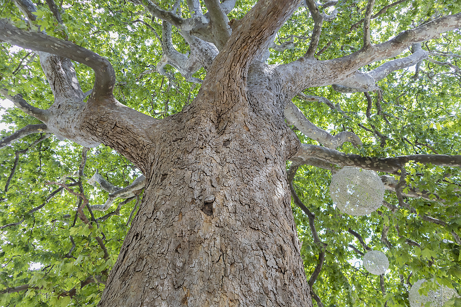 Call 317-348-0811 for Sycamore Tree Removal in Indianapolis!