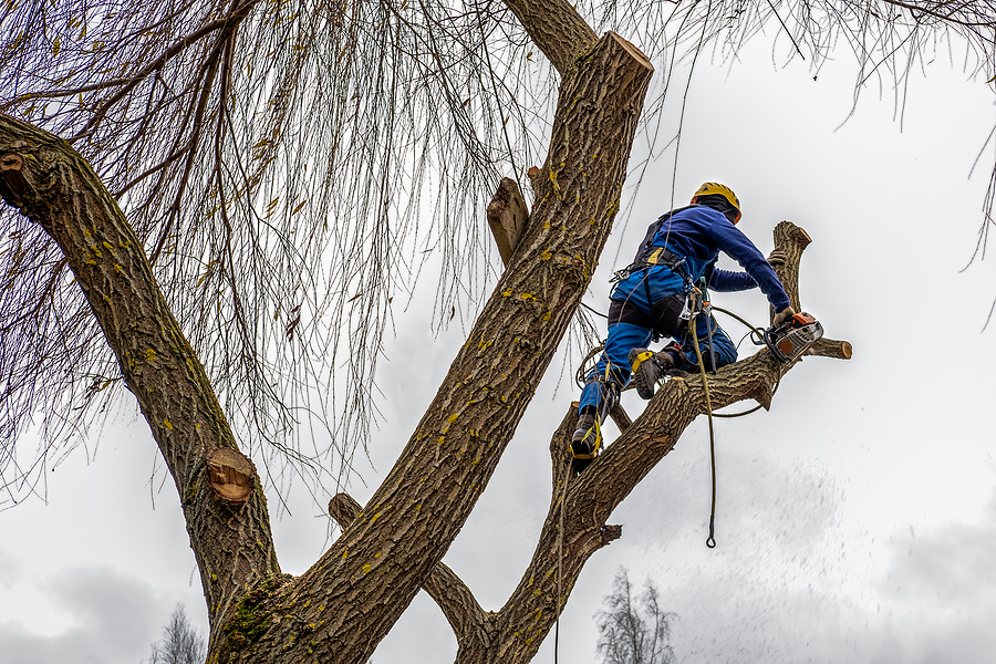 Call 317-348-0811 for Residential Tree Service in Indianapolis.