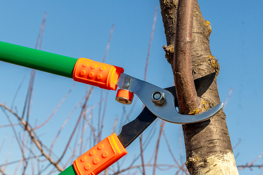 Call 317-348-0811 For Professional Tree Pruning in Indianapolis Indiana