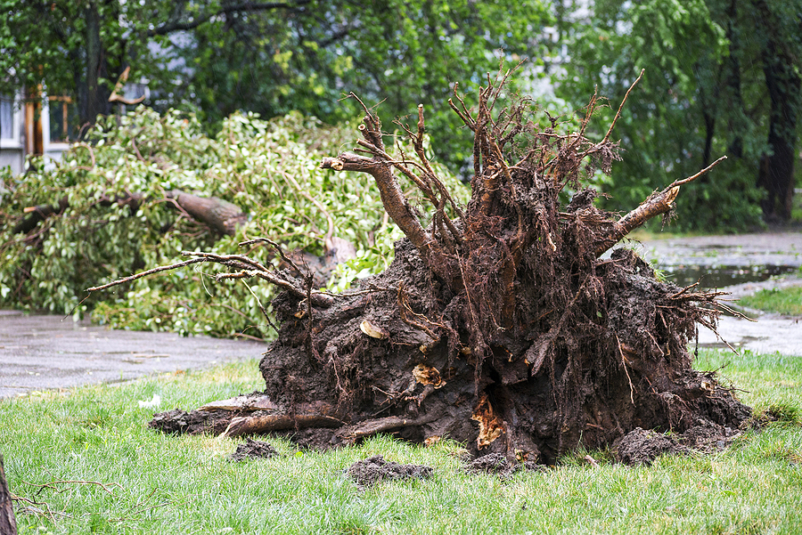 Call 317-348-0811 for Storm Damage Tree Service in Indianapolis