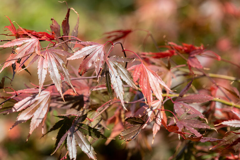 How to Choose the Best Drought Tolerant Trees for Indiana Gardens