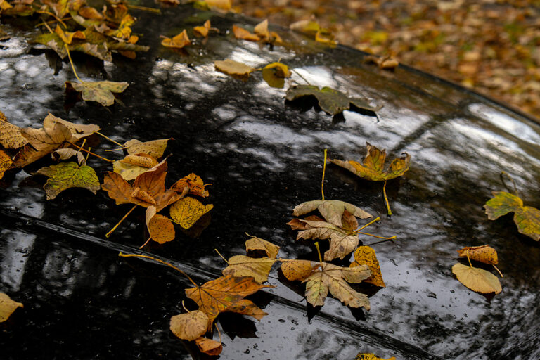 Why Do Trees Shed Their Leaves? An Exploration of Seasonal Leaf Loss