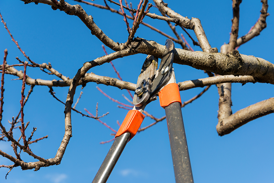 Call 317-348-0811 for Tree Maintenance and Removal in Indianapolis Indiana