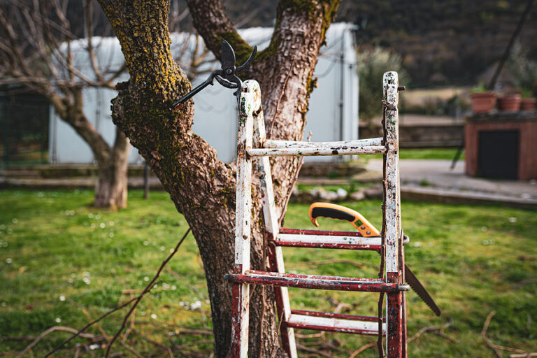 Visual Reference: 5 Essential Safety Tips For Removing Dead Branches From Your