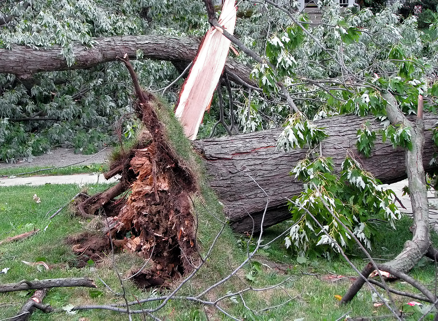 Call 317-348-0811 for Storm Damaged Tree Removal and Cleanup in Indianapolis