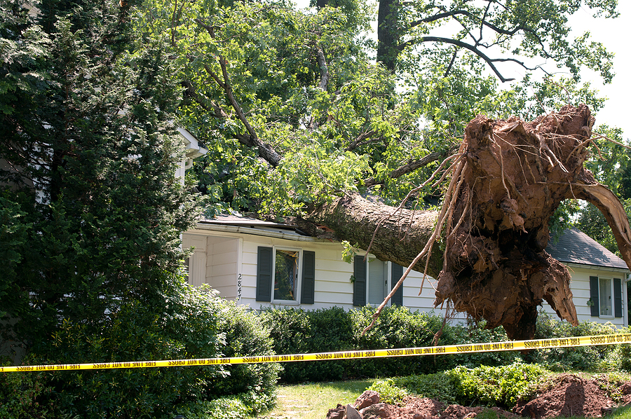 Call 317-348-0811 for Hazardous Tree Removal in Indianapolis
