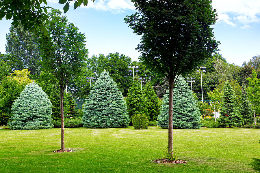 Call 317-348-0811 for Professional Tree Care in Indianapolis Indiana