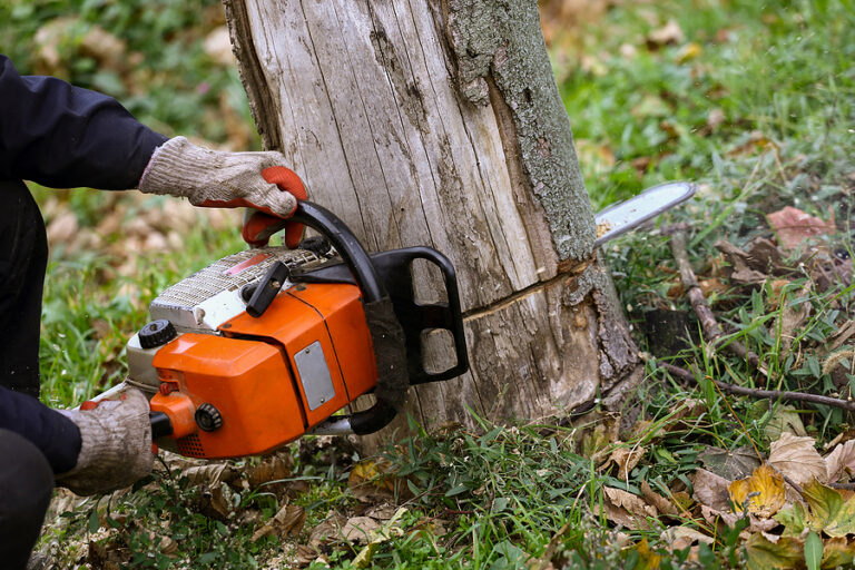 7 Warning Signs You Need Professional Tree Removal | Timberland Tree Care
