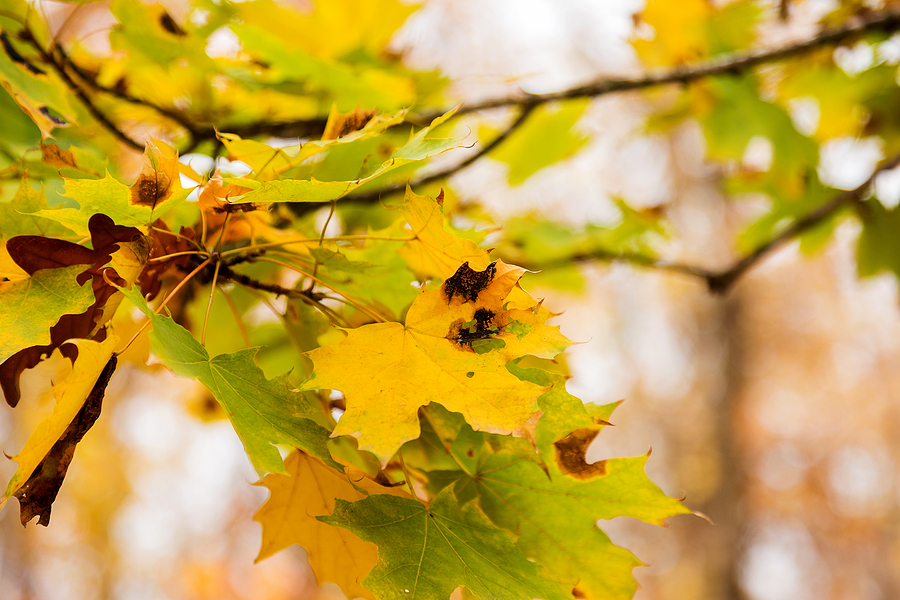 Call 317-348-0811 for Indianapolis Tree Care