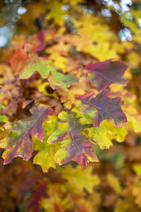 Call 317-348-0811 for Professional Oak Tree Removal in Indianapolis Indiana