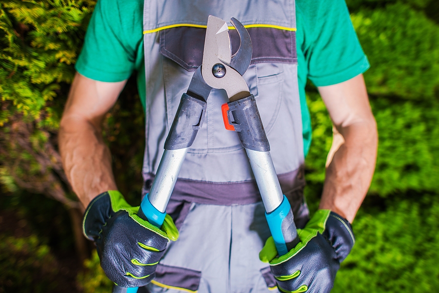 Call 317-348-0811 for Professional Tree Service in Indianapolis Indiana