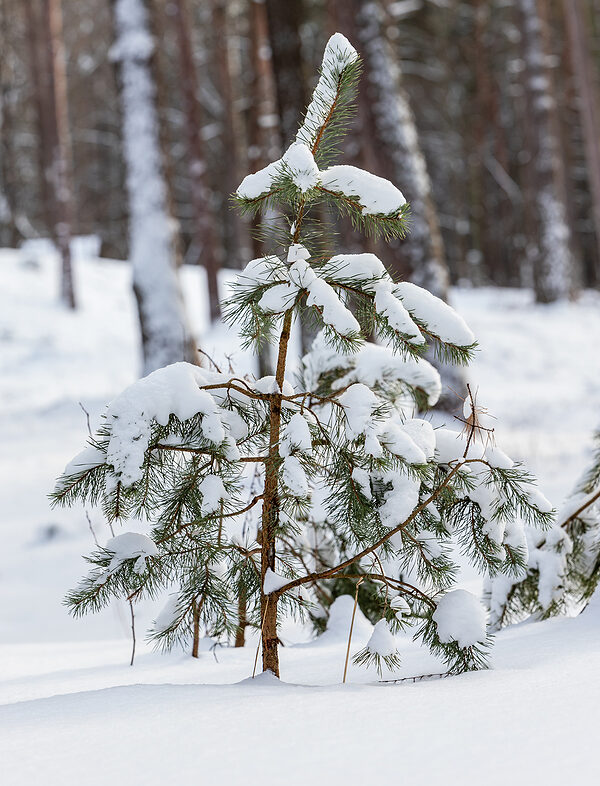 Call 317-348-0811 to Reach Our Local Tree Service Company in Indianapolis