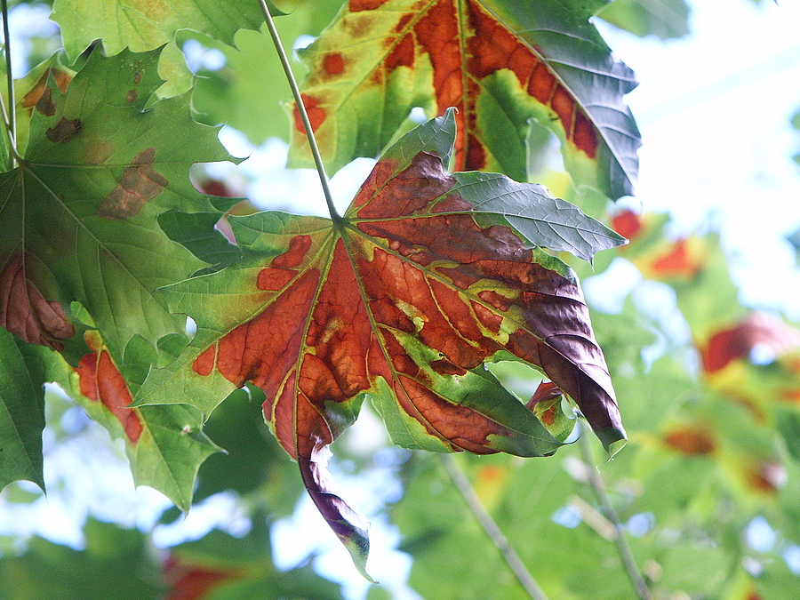 Call 317-348-0811 for Professional Tree Removal Service in Indianapolis