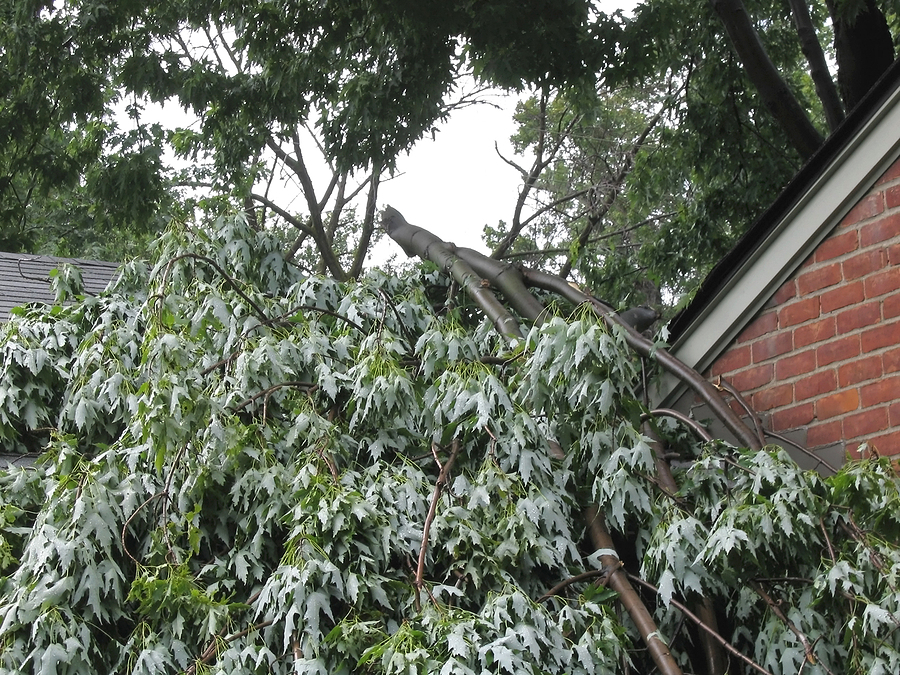 Call 317-348-0811 for Affordable Tree Removal in Indianapolis
