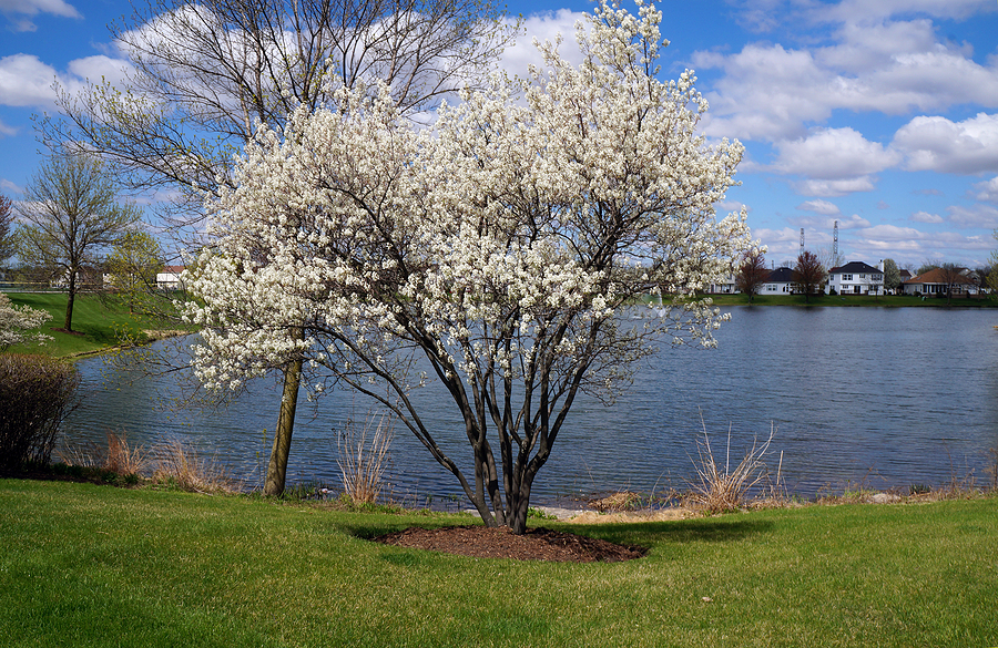 Call 317-348-0811 for Professional Ornamental Tree Care in Indianapolis Indiana