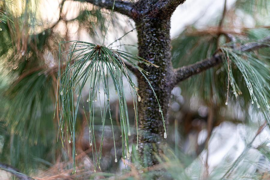 Diagnose Pine Needle Loss in Indiana