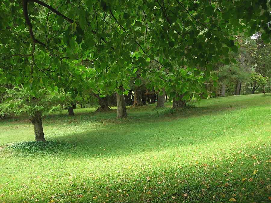 Best Indiana Shade Trees