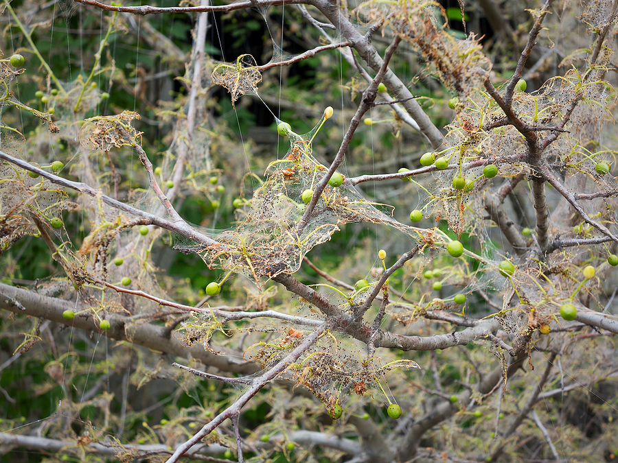 Call 317-348-0811 for Pest-Infested Tree Removal in Indianapolis