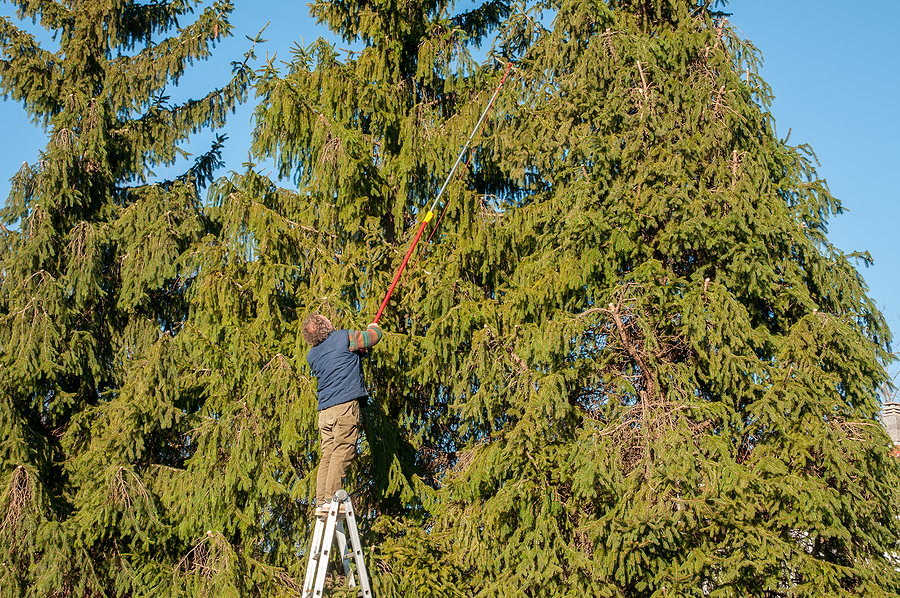 Pine Tree Care