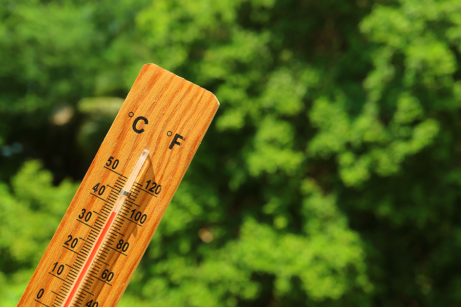 Summer Tree Care in Indiana