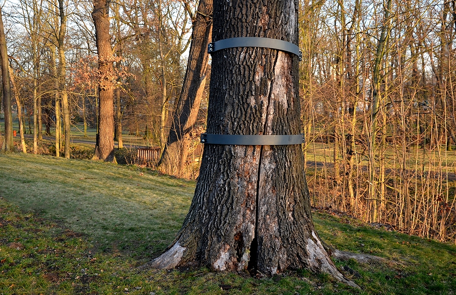 Tree Crown Splitting Support System