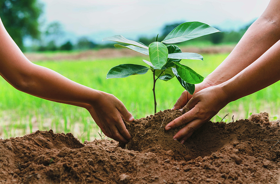 Native Tree Planting in Indiana