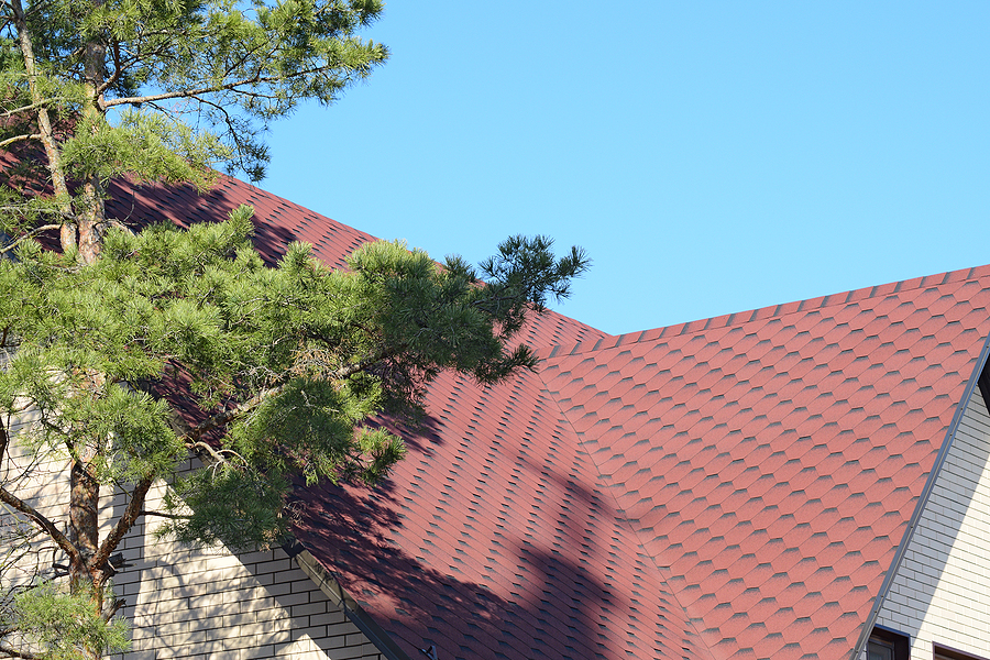 Tree Removal Cost in Indianapolis Indiana