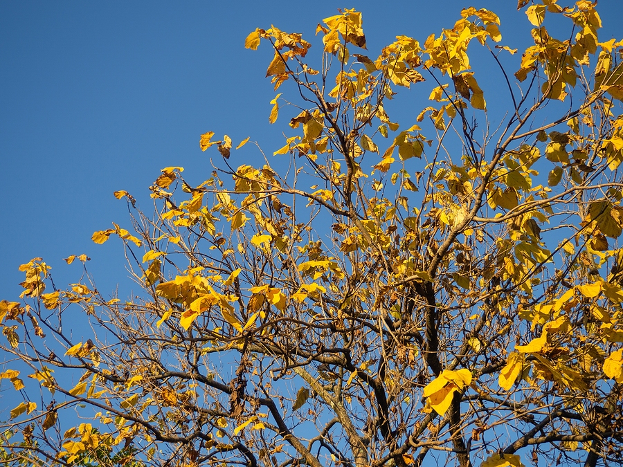 Tree Root Distress Signs