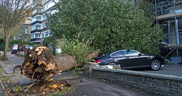 Storm Damage Tree Service Indianapolis