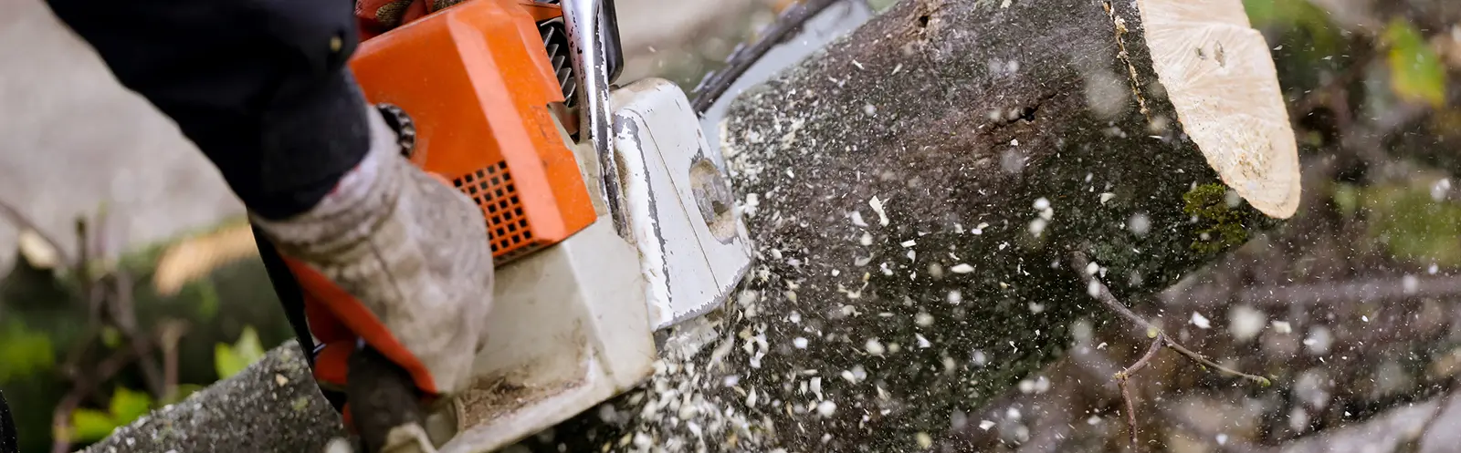 Tree Removal Indianapolis Indiana