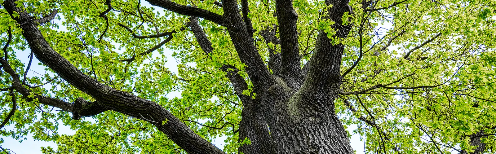 Tree Service Company Near Me Indianapolis