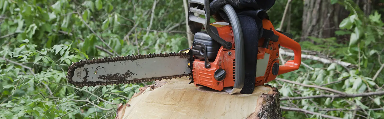 Tree Trimming Service Indianapolis Indiana