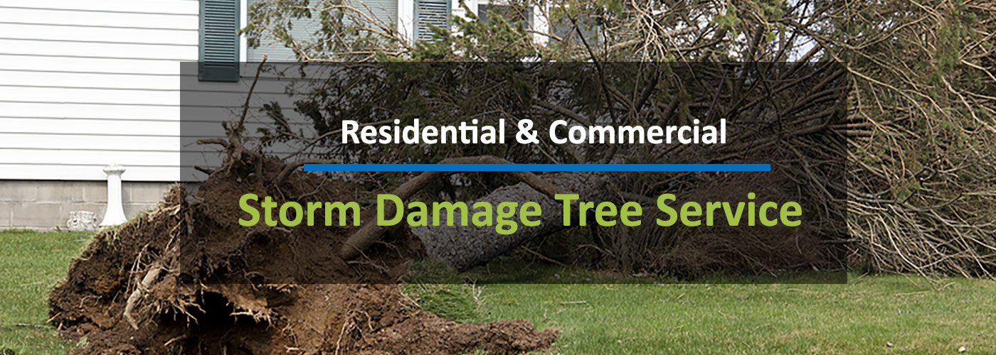 Storm Damage Tree Service Indianapolis