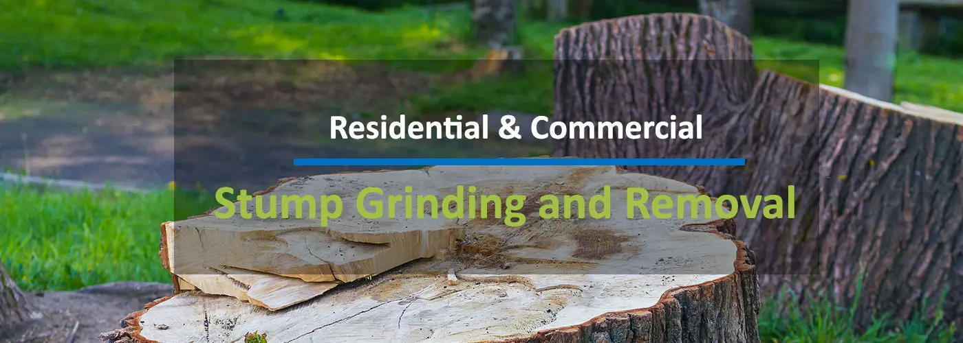 Tree Stump Removal Indianapolis Indiana