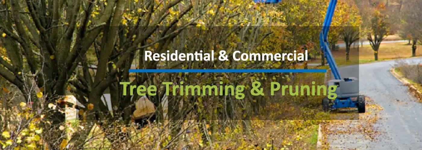 Tree Trimming Pruning Indianapolis